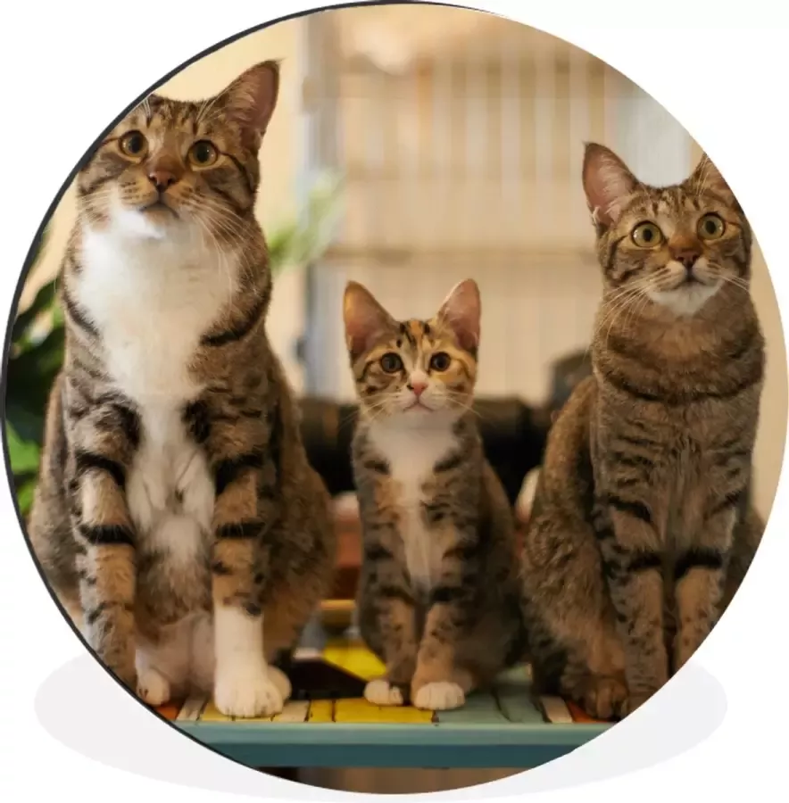 WallCircle Wandcirkel Muurcirkel Drie katten op kleine tafel Aluminium Dibond 120x120 cm Binnen en Buiten XXL