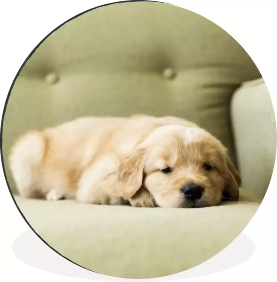 WallCircle Wandcirkel Muurcirkel Een slapende Golden Retriever puppy op de bank Aluminium Dibond ⌀ 30 cm Binnen en Buiten