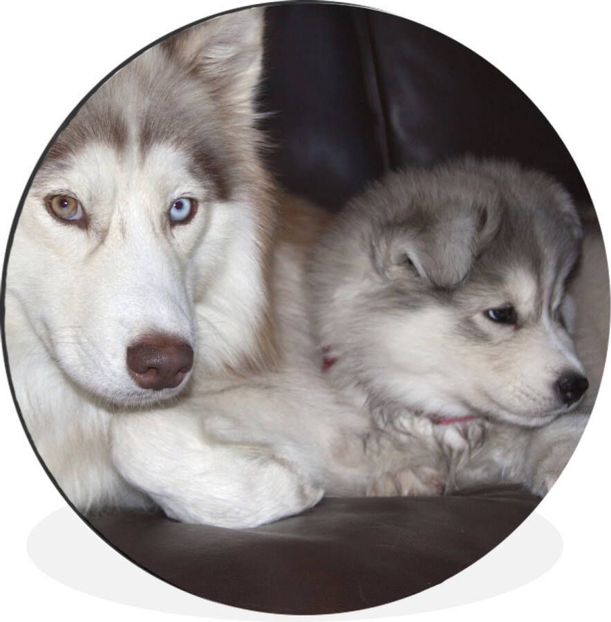 WallCircle Wandcirkel Muurcirkel Grote hond met een kleine pup op de bank Aluminium Dibond ⌀ 140 cm Binnen en Buiten