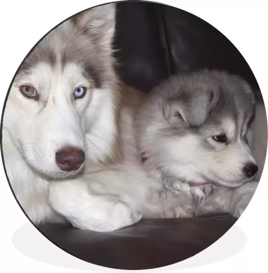WallCircle Wandcirkel Muurcirkel Grote hond met een kleine pup op de bank Aluminium Dibond ⌀ 30 cm Binnen en Buiten
