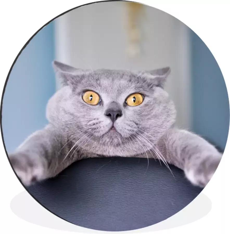 WallCircle Wandcirkel Muurcirkel Kat Bang Stoel Aluminium Dibond 140x140 cm Binnen en Buiten