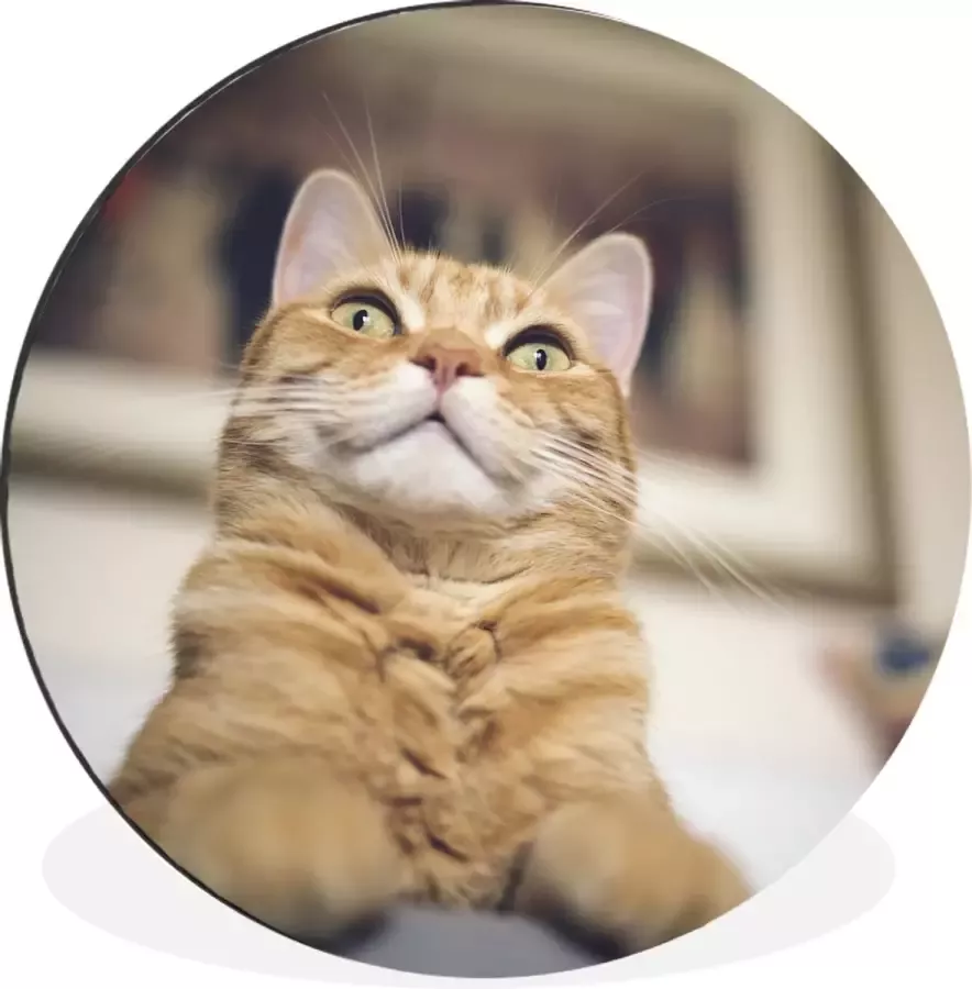 WallCircle Wandcirkel Muurcirkel Kat Bank Oranje Aluminium Dibond ⌀ 30 cm Binnen en Buiten