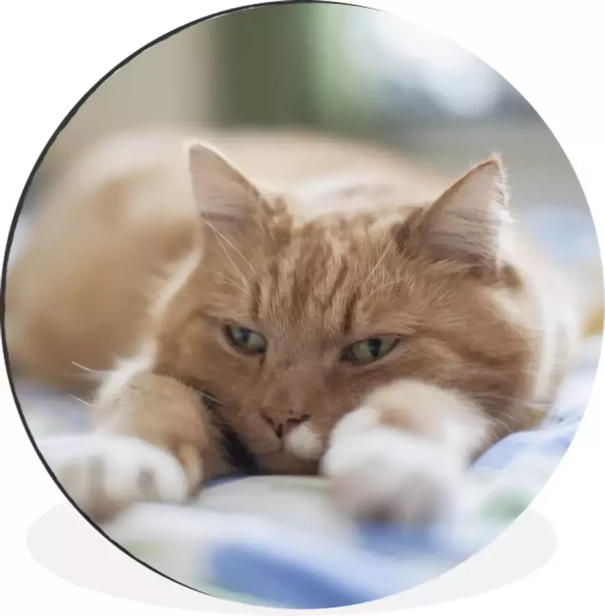 WallCircle Wandcirkel Muurcirkel Kat Bed Bedsprei Meisjes Kinderen Jongens Kind Aluminium Dibond 120x120 cm Binnen en Buiten XXL