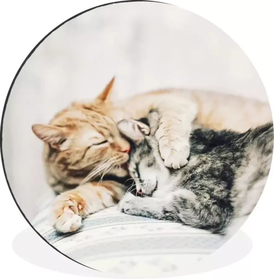 WallCircle Wandcirkel Muurcirkel Kat Knuffelen Stoel Aluminium Dibond ⌀ 90 cm Binnen en Buiten