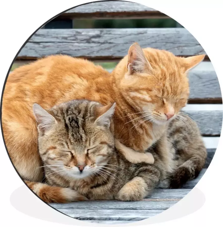 WallCircle Wandcirkel Muurcirkel Kat Slapen Bank Aluminium Dibond 120x120 cm Binnen en Buiten XXL