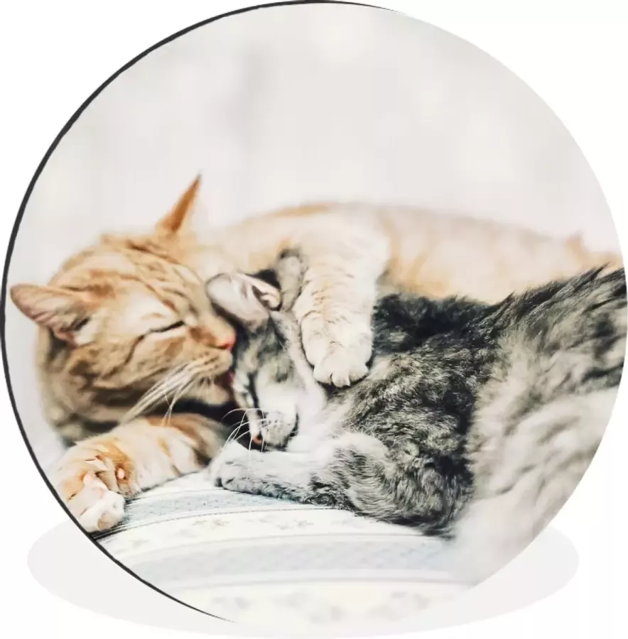 WallCircle Wandcirkel Muurcirkel Katten Bank Woonkamer Aluminium Dibond ⌀ 120 cm Binnen en Buiten XXL