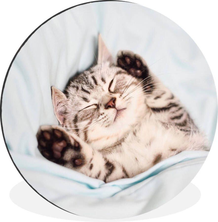 WallCircle Wandcirkel Muurcirkel Kitten Grappig Bed Kinderen Jongens Meisjes Kids Aluminium Dibond ⌀ 120 cm Binnen en Buiten XXL