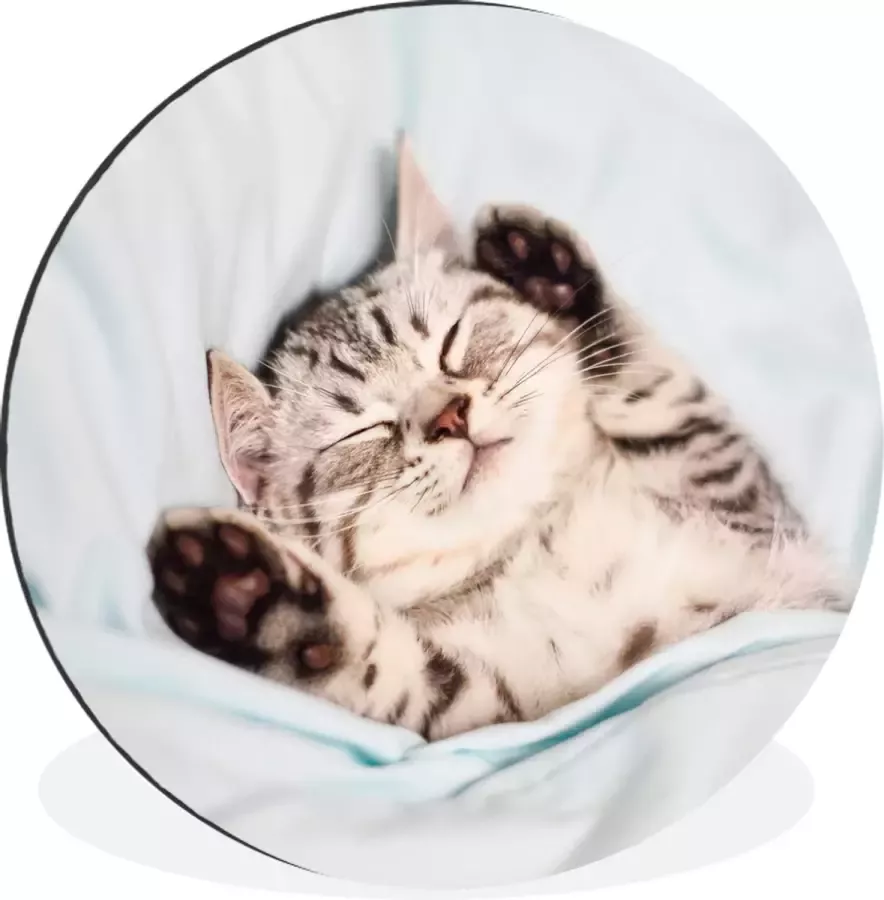 WallCircle Wandcirkel Muurcirkel Kitten Grappig Bed Kinderen Jongens Meisjes Kids Aluminium Dibond 120x120 cm Binnen en Buiten XXL