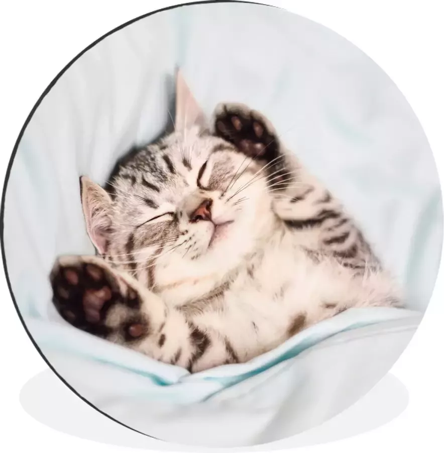 WallCircle Wandcirkel Muurcirkel Kitten Slaap Bed Aluminium Dibond 120x120 cm Binnen en Buiten XXL