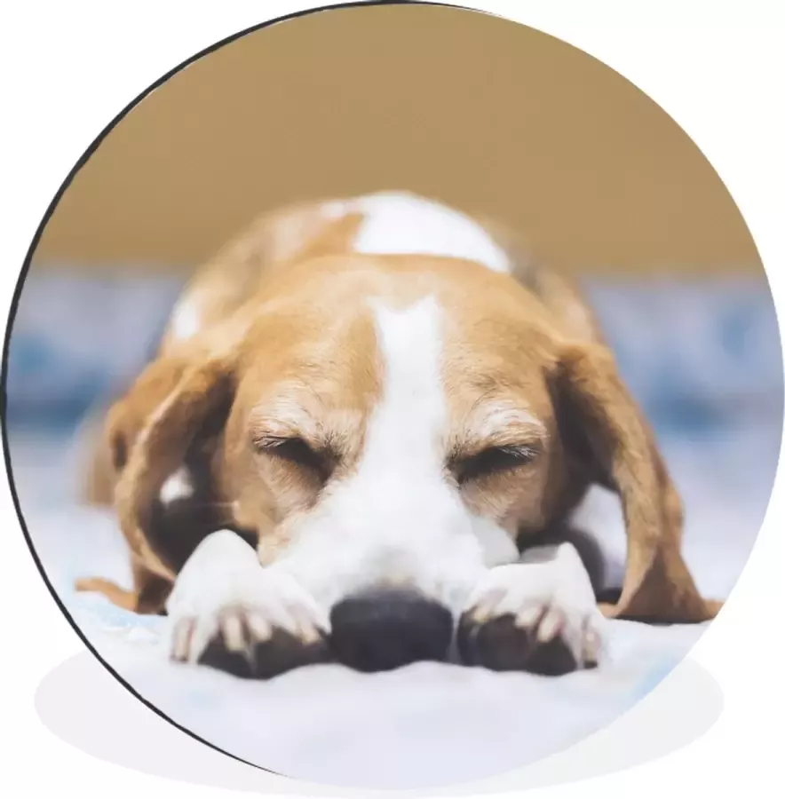 WallCircle Wandcirkel Muurcirkel Slapende beagle puppy op een bed Aluminium Dibond ⌀ 120 cm Binnen en Buiten XXL