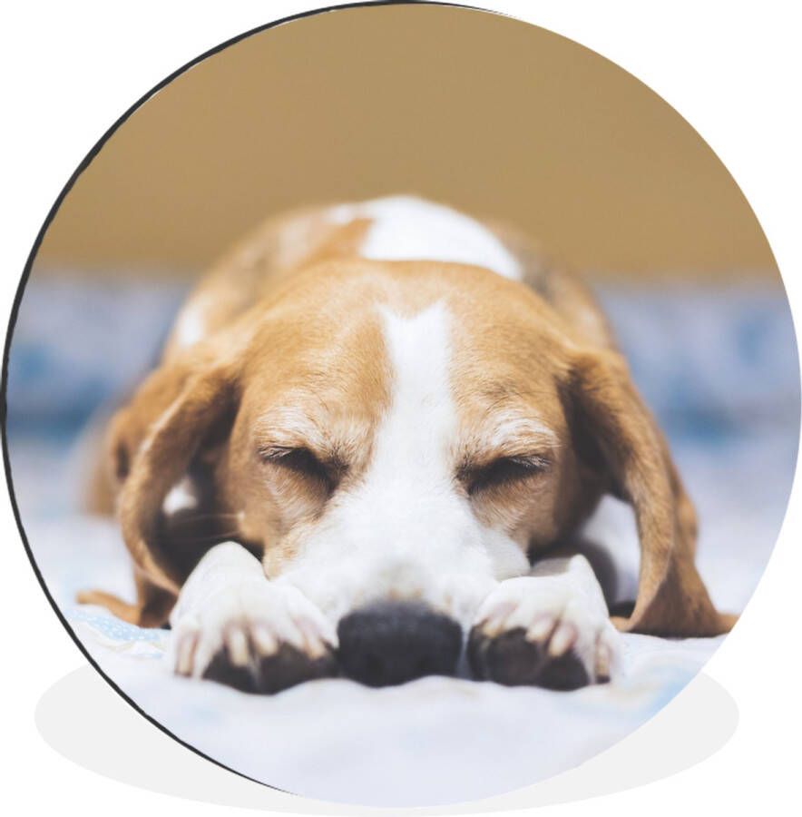 WallCircle Wandcirkel Muurcirkel Slapende beagle puppy op een bed Aluminium Dibond ⌀ 30 cm Binnen en Buiten