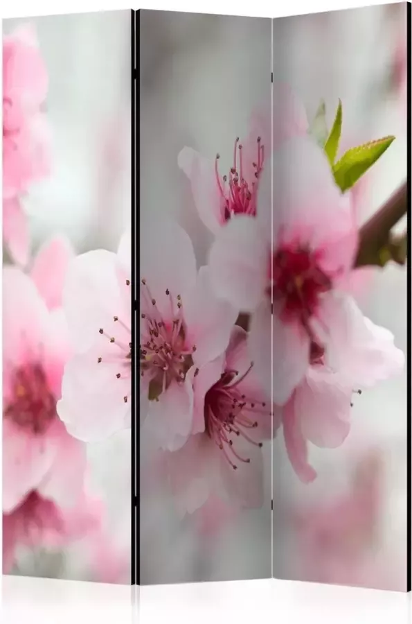 Walljar Vouwscherm Spring blooming tree pink flowers [Room Dividers]