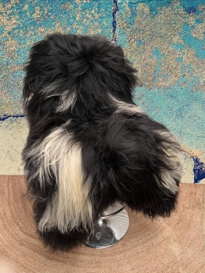 XXXL IJslandse Schapenvacht 140x80 Zwart wit Langharig Lindian style