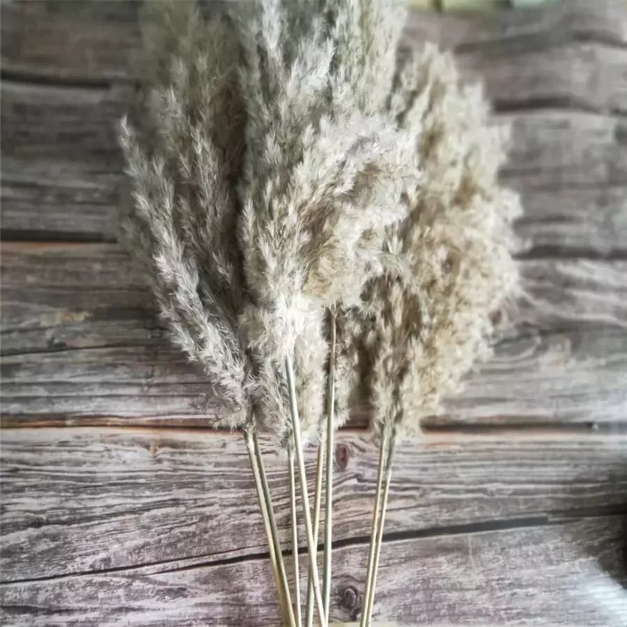 HUAYUGUO 20 stuks natuurlijke gedroogde pampas gras 55cm gedroogde bloem riet boeket boho decoratie voor thuis woonkamer slaapkamer keuken bruiloft arrangement DIY party kantoor vaas tafel foto decor