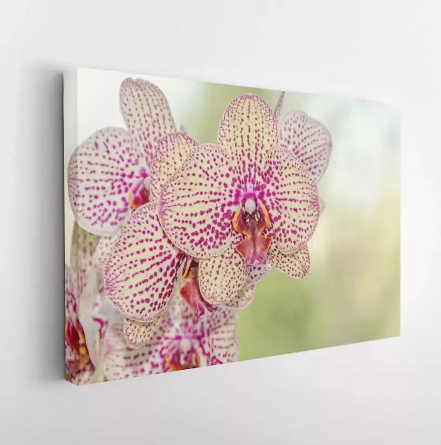 Itsallcanvas Canvas schilderij Yellow with red spots orchid close up flower isolated on bokeh background. 634413173 115*75 Horizontal