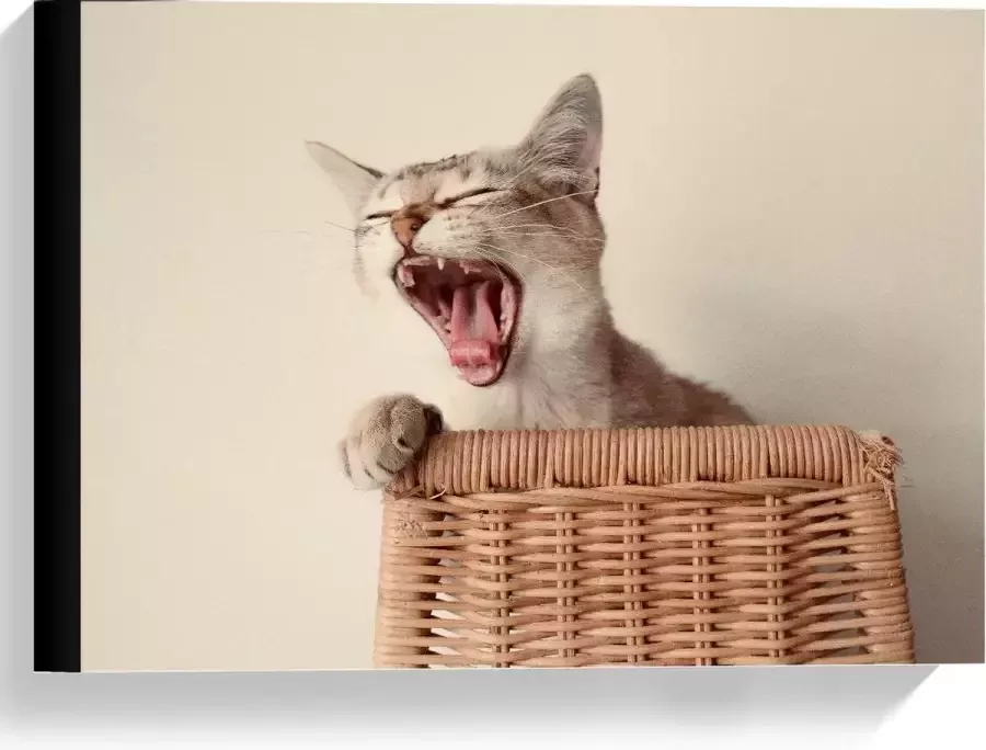 KuijsFotoprint Canvas Gapende Kat op Rieten stoel 40x30cm Foto op Canvas Schilderij (Wanddecoratie op Canvas)
