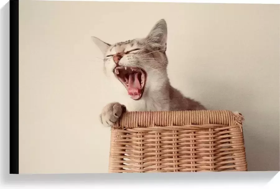 KuijsFotoprint Canvas Gapende Kat op Rieten stoel 60x40cm Foto op Canvas Schilderij (Wanddecoratie op Canvas)