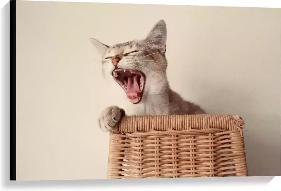 KuijsFotoprint Canvas Gapende Kat op Rieten stoel 90x60cm Foto op Canvas Schilderij (Wanddecoratie op Canvas)