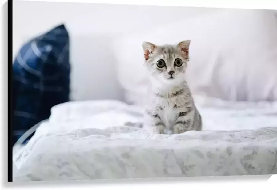 KuijsFotoprint Canvas Kitten op Bank 120x80cm Foto op Canvas Schilderij (Wanddecoratie op Canvas)