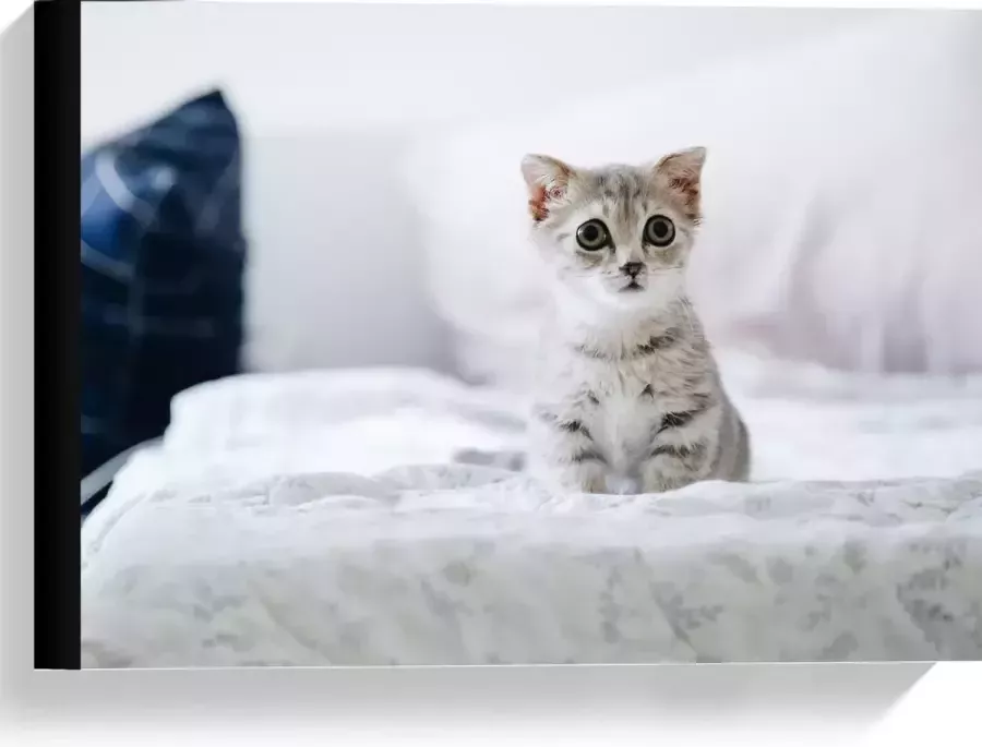 KuijsFotoprint Canvas Kitten op Bank 40x30cm Foto op Canvas Schilderij (Wanddecoratie op Canvas)