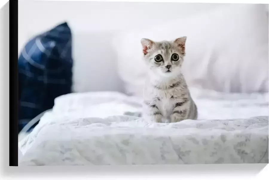 KuijsFotoprint Canvas Kitten op Bank 60x40cm Foto op Canvas Schilderij (Wanddecoratie op Canvas)