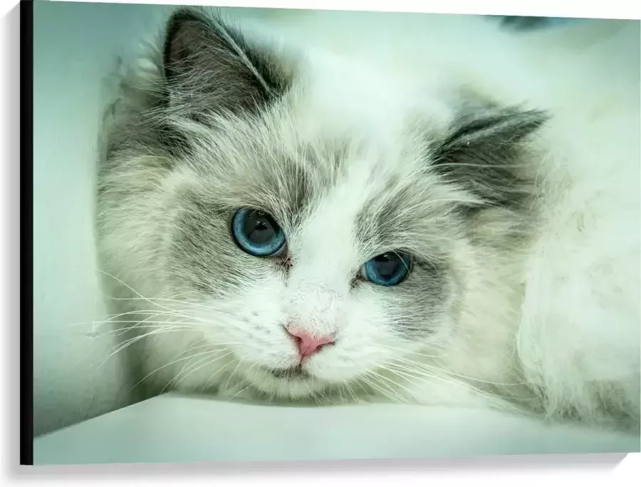 KuijsFotoprint Canvas Liggende Witte Kat op Witte Bank 100x75cm Foto op Canvas Schilderij (Wanddecoratie op Canvas)