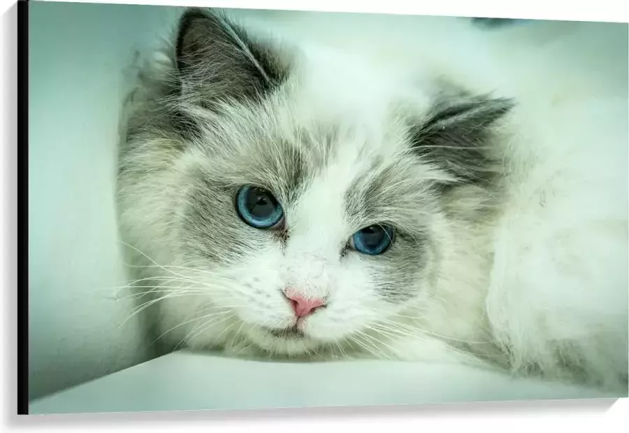 KuijsFotoprint Canvas Liggende Witte Kat op Witte Bank 120x80cm Foto op Canvas Schilderij (Wanddecoratie op Canvas)