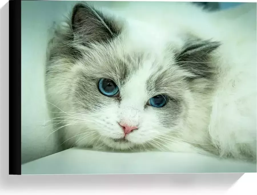 KuijsFotoprint Canvas Liggende Witte Kat op Witte Bank 40x30cm Foto op Canvas Schilderij (Wanddecoratie op Canvas)
