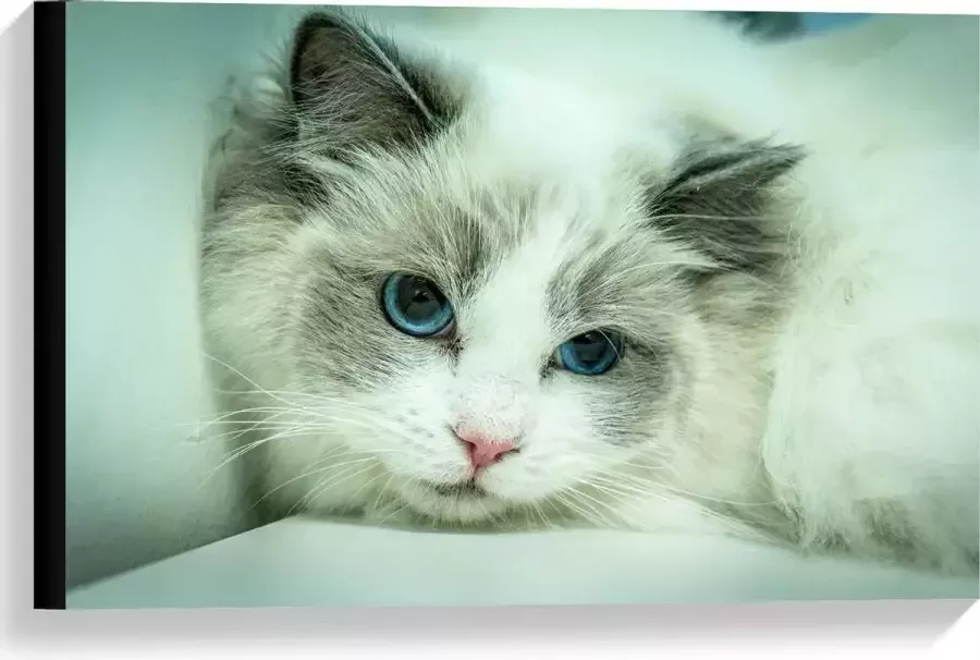 KuijsFotoprint Canvas Liggende Witte Kat op Witte Bank 60x40cm Foto op Canvas Schilderij (Wanddecoratie op Canvas)