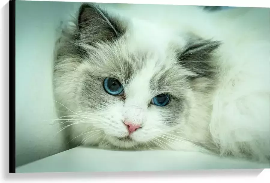 KuijsFotoprint Canvas Liggende Witte Kat op Witte Bank 90x60cm Foto op Canvas Schilderij (Wanddecoratie op Canvas)