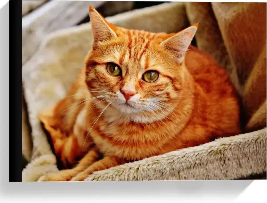 KuijsFotoprint Canvas Oranje Kat op Stoel 40x30cm Foto op Canvas Schilderij (Wanddecoratie op Canvas)