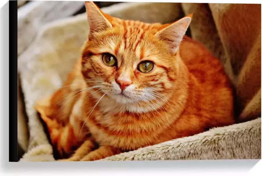 KuijsFotoprint Canvas Oranje Kat op Stoel 60x40cm Foto op Canvas Schilderij (Wanddecoratie op Canvas)