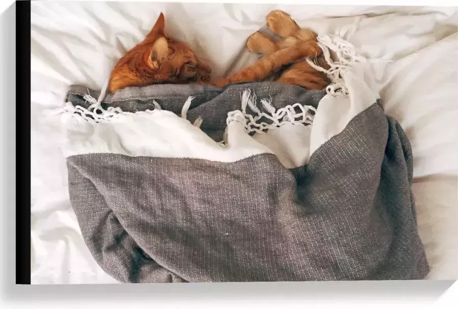 KuijsFotoprint Canvas Slapende Kat onder Deken op Bed 60x40cm Foto op Canvas Schilderij (Wanddecoratie op Canvas)