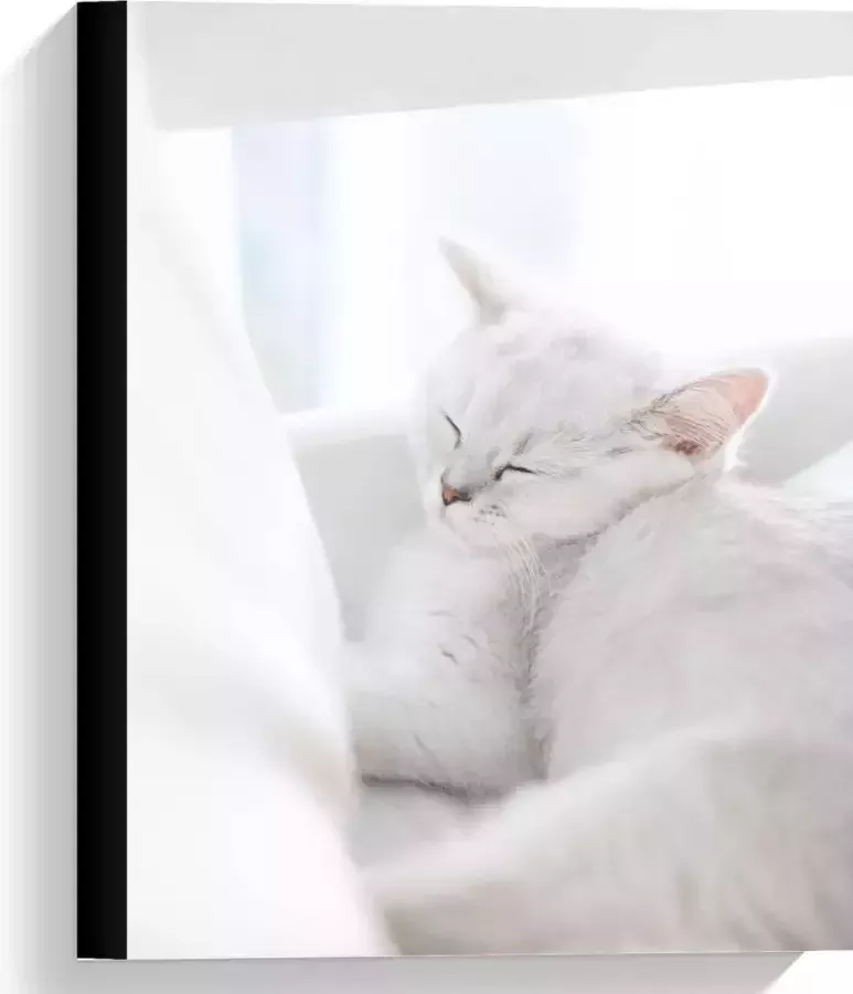 KuijsFotoprint Canvas Witte Kat aan het Slapen in Stoel 30x40cm Foto op Canvas Schilderij (Wanddecoratie op Canvas)