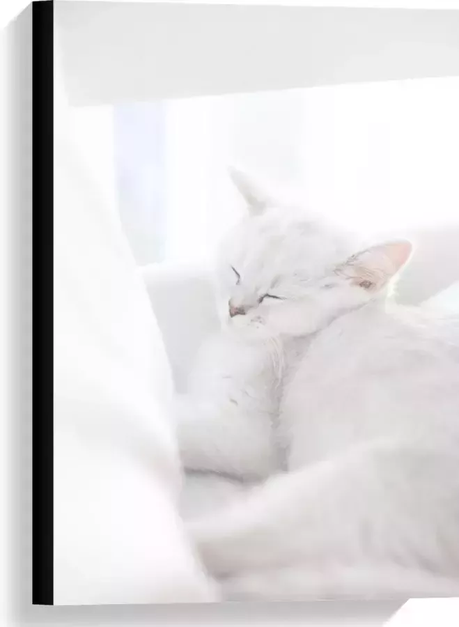 KuijsFotoprint Canvas Witte Kat aan het Slapen in Stoel 40x60cm Foto op Canvas Schilderij (Wanddecoratie op Canvas)