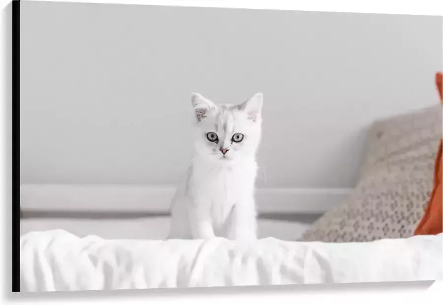 KuijsFotoprint Canvas Witte Kat op Bed 120x80cm Foto op Canvas Schilderij (Wanddecoratie op Canvas)
