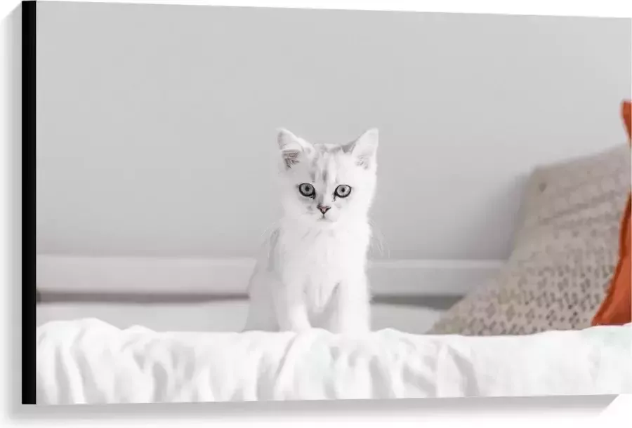KuijsFotoprint Canvas Witte Kat op Bed 90x60cm Foto op Canvas Schilderij (Wanddecoratie op Canvas)