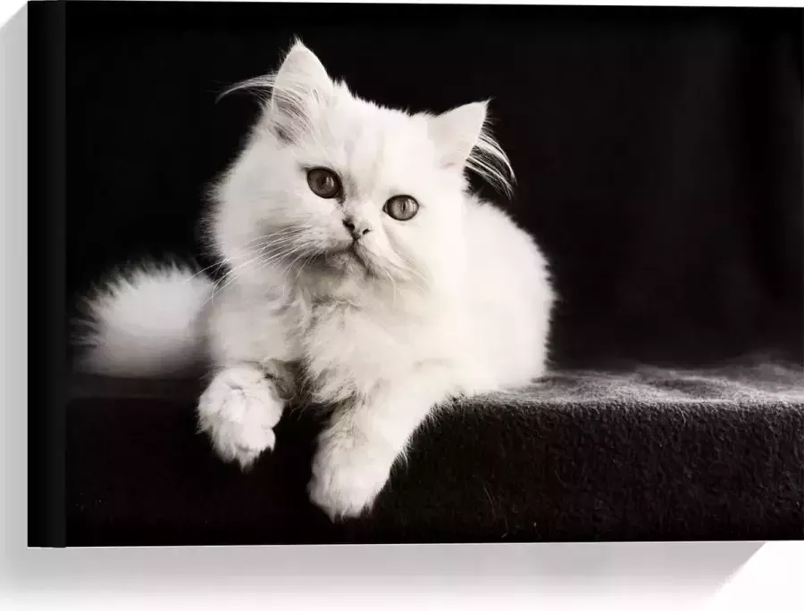 KuijsFotoprint Canvas Witte Pluizige Kat op Zwarte Bank 40x30cm Foto op Canvas Schilderij (Wanddecoratie op Canvas)