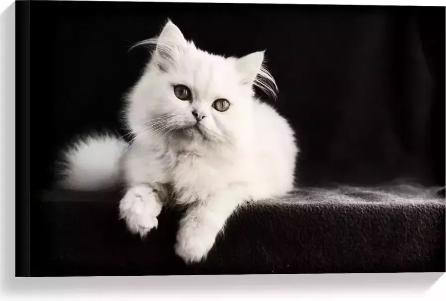 KuijsFotoprint Canvas Witte Pluizige Kat op Zwarte Bank 60x40cm Foto op Canvas Schilderij (Wanddecoratie op Canvas)
