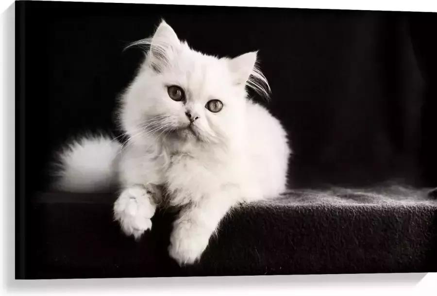 KuijsFotoprint Canvas Witte Pluizige Kat op Zwarte Bank 90x60cm Foto op Canvas Schilderij (Wanddecoratie op Canvas)