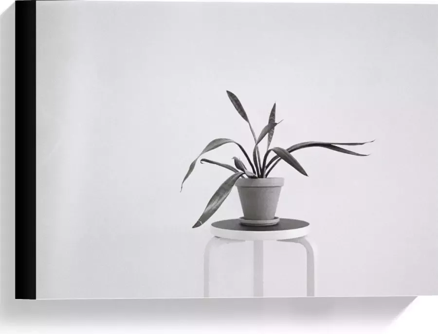 KuijsFotoprint Canvas Zwart-Witte foto van Plant op Kruk 40x30cm Foto op Canvas Schilderij (Wanddecoratie op Canvas)