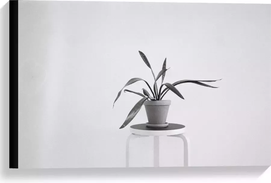 KuijsFotoprint Canvas Zwart-Witte foto van Plant op Kruk 60x40cm Foto op Canvas Schilderij (Wanddecoratie op Canvas)