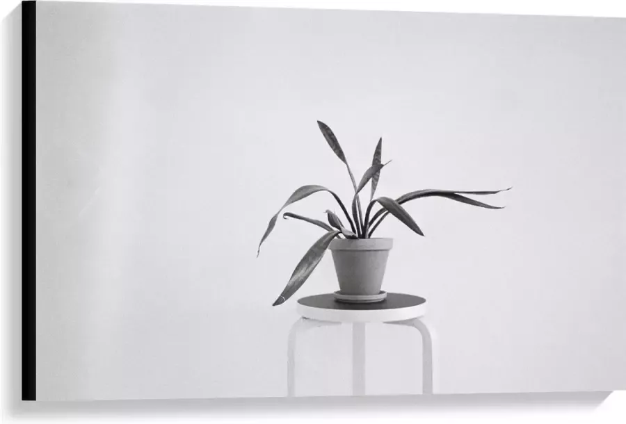 KuijsFotoprint Canvas Zwart-Witte foto van Plant op Kruk 90x60cm Foto op Canvas Schilderij (Wanddecoratie op Canvas)