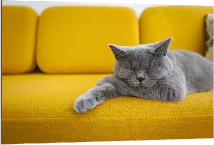 KuijsFotoprint Dibond Britse Korthaar rustend op Gele Bank 120x80cm Foto op Aluminium (Met Ophangsysteem)