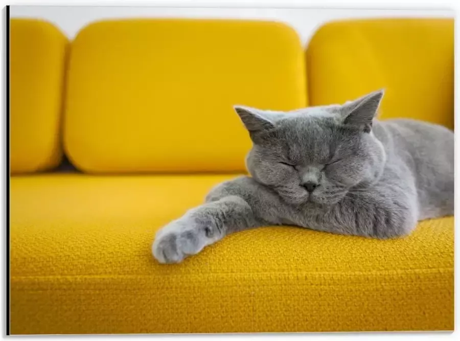 KuijsFotoprint Dibond Britse Korthaar rustend op Gele Bank 40x30cm Foto op Aluminium (Wanddecoratie van metaal)