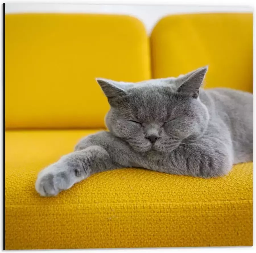 KuijsFotoprint Dibond Britse Korthaar rustend op Gele Bank 50x50cm Foto op Aluminium (Met Ophangsysteem)