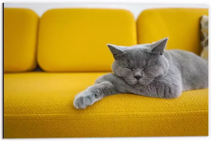 KuijsFotoprint Dibond Britse Korthaar rustend op Gele Bank 60x40cm Foto op Aluminium (Wanddecoratie van metaal)