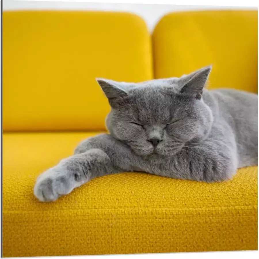 KuijsFotoprint Dibond Britse Korthaar rustend op Gele Bank 80x80cm Foto op Aluminium (Met Ophangsysteem)