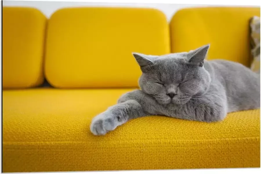 KuijsFotoprint Dibond Britse Korthaar rustend op Gele Bank 90x60cm Foto op Aluminium (Met Ophangsysteem)