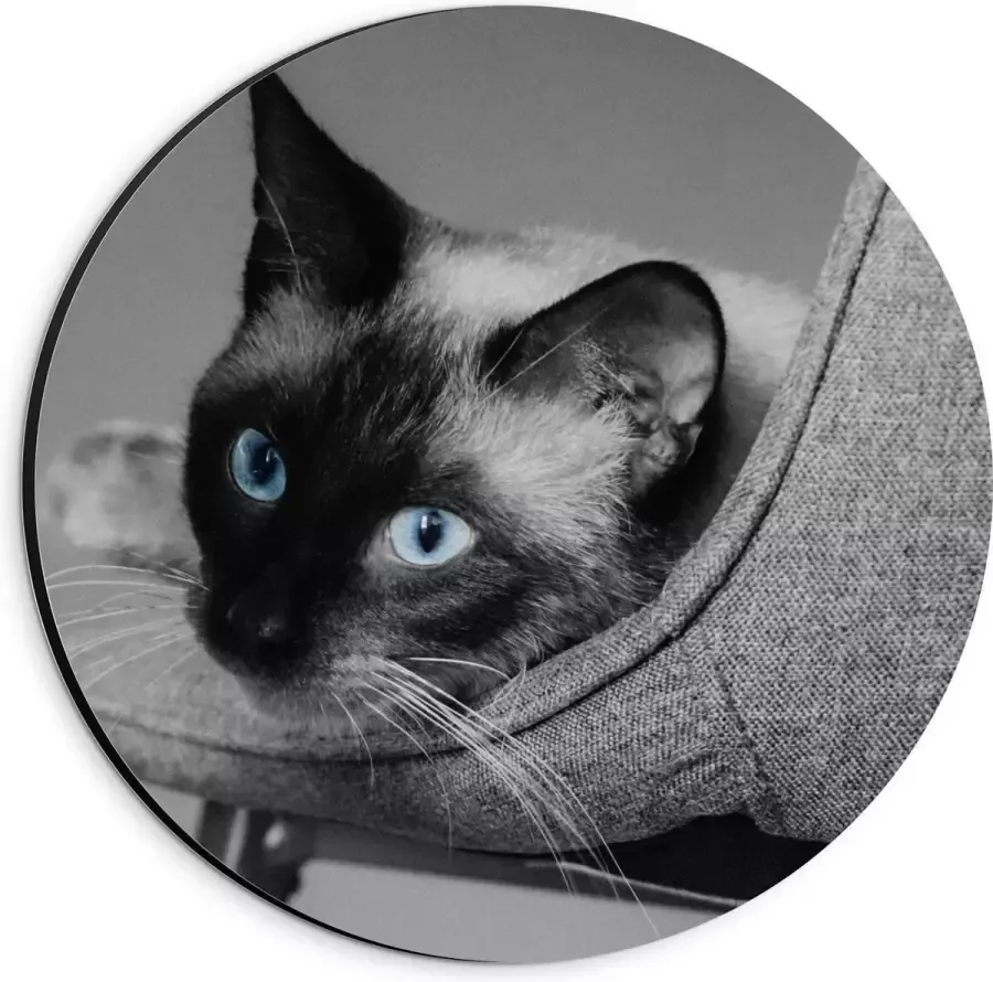 KuijsFotoprint Dibond Wandcirkel Grijze Kat op Grijze Stoel 20x20cm Foto op Aluminium Wandcirkel (met ophangsysteem)